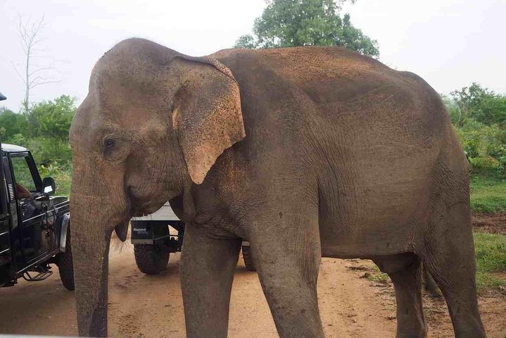 Private Day Trip to Yala National Park