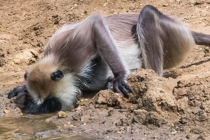 Private Day Trip to Yala National Park