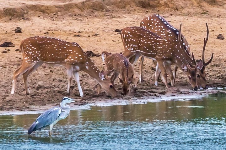 Private Day Trip to Yala National Park
