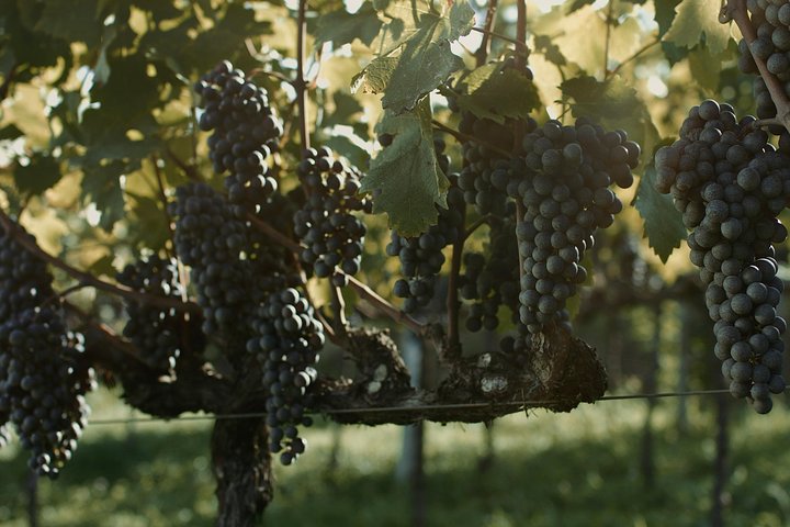 Vinícolas do Sul, Trem Maria Fumaça e Parque Temático Epopeia Italiana