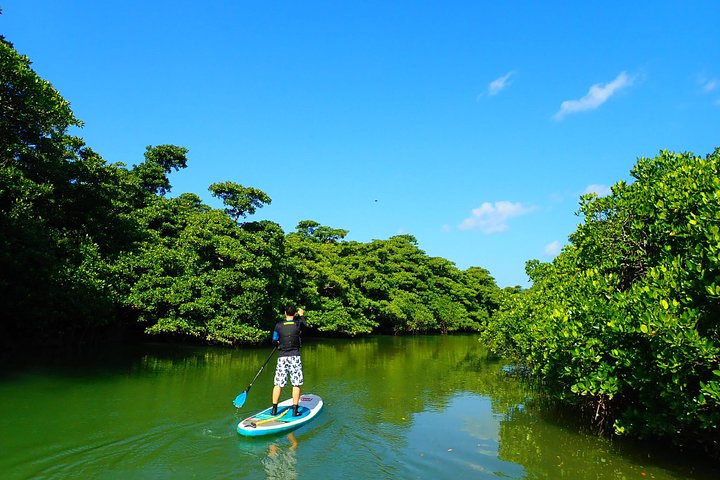 SUP ou canoë dans la mangrove d'Ishigaki + plongée avec tuba dans la Grotte Bleue