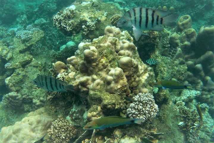 Snorkeltur Koh Tao & Koh Nang Yuan fra Samui med speedbåd