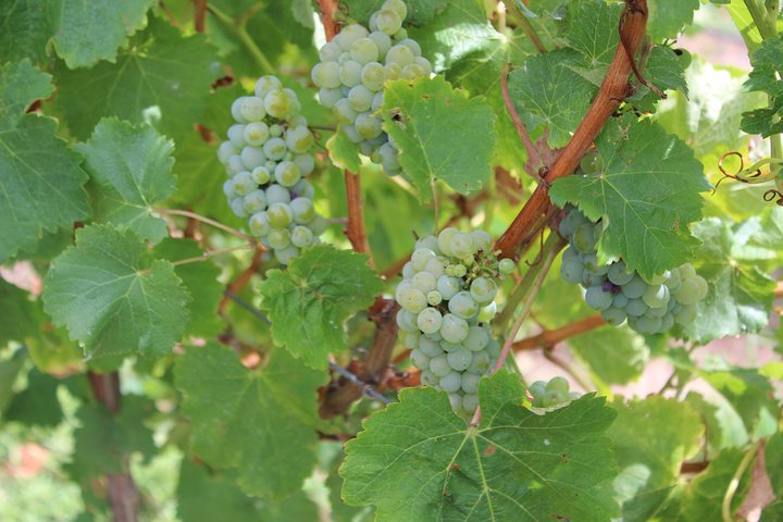 Margaret River: Ganztägige Wein- und Gourmet-Tour in kleiner Gruppe