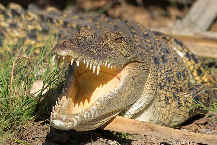Découverte d'une journée dans les zones humides du Corroboree Billabong, avec une croisière de 2 heures et demie et un déjeuner