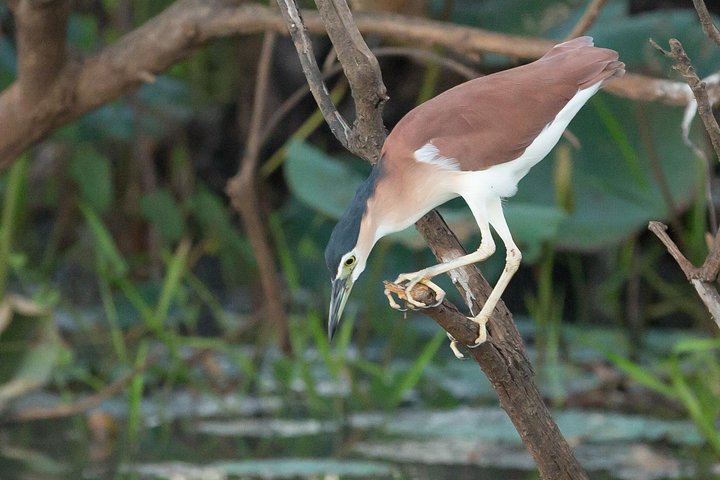 Découverte d'une journée dans les zones humides du Corroboree Billabong, avec une croisière de 2 heures et demie et un déjeuner