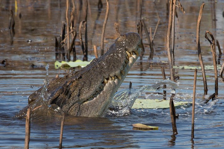 Découverte d'une journée dans les zones humides du Corroboree Billabong, avec une croisière de 2 heures et demie et un déjeuner