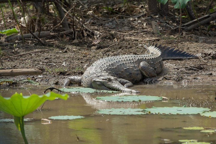 Découverte d'une journée dans les zones humides du Corroboree Billabong, avec une croisière de 2 heures et demie et un déjeuner
