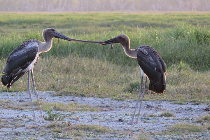 Découverte d'une journée dans les zones humides du Corroboree Billabong, avec une croisière de 2 heures et demie et un déjeuner
