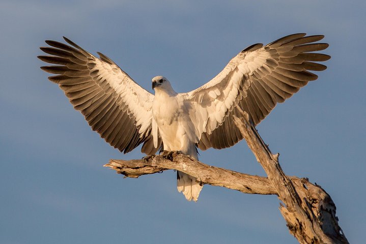 Découverte d'une journée dans les zones humides du Corroboree Billabong, avec une croisière de 2 heures et demie et un déjeuner