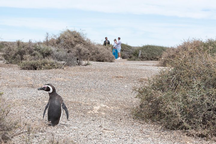 Excursión en crucero por la costa Ea San Lorenzo Península Valdés