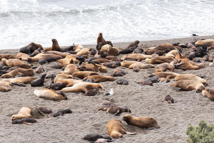 Excursión en crucero por la costa Ea San Lorenzo Península Valdés