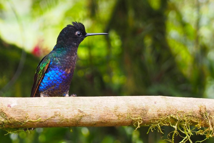 Rainforest Wildlife, Panama Hat-skapere, Tradisjonelt kjøkken. SHORE TOUR