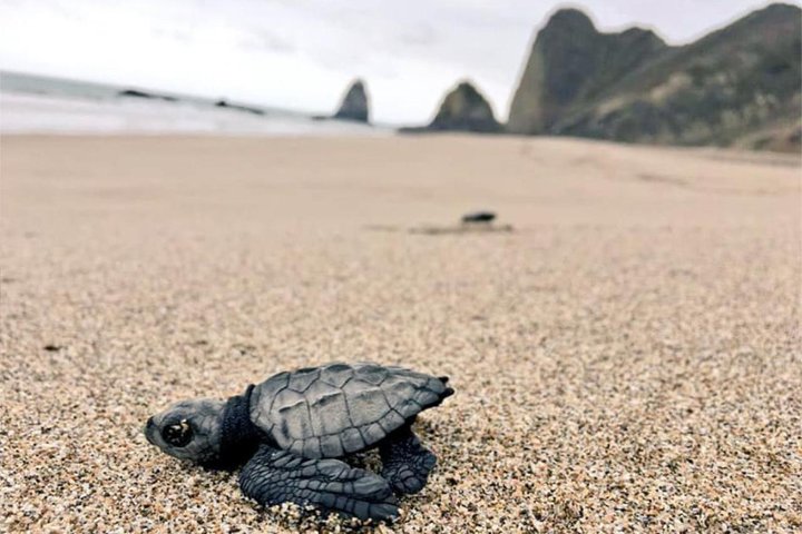 Rainforest Wildlife, Panama Hat-skapere, Tradisjonelt kjøkken. SHORE TOUR