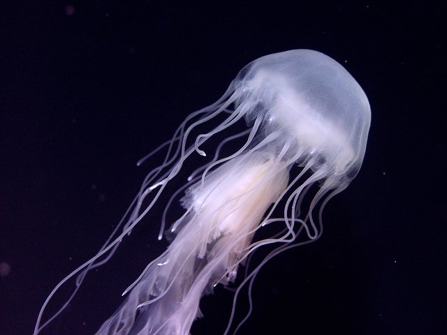Salta la coda alla biglietteria : biglietto d'ingresso generale dell'Acquario del Pacifico