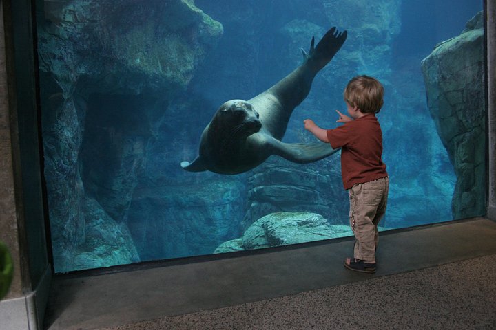 Salta la coda alla biglietteria : biglietto d'ingresso generale dell'Acquario del Pacifico