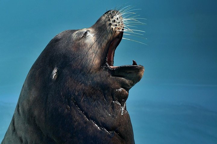 Salta la coda alla biglietteria : biglietto d'ingresso generale dell'Acquario del Pacifico