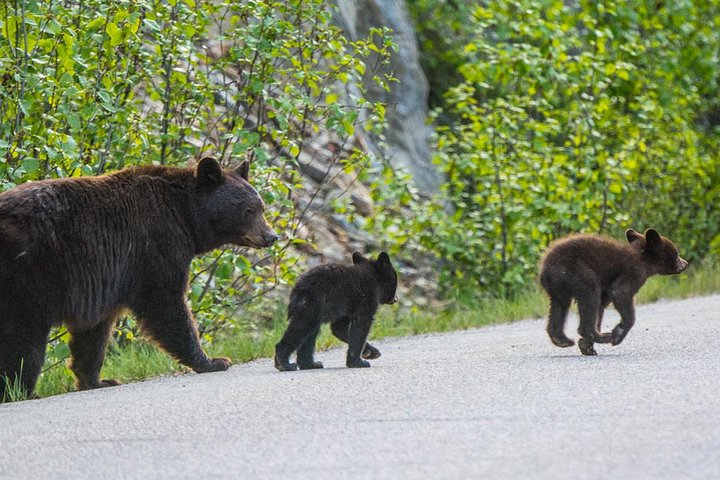 Visite de la faune et des sites touristiques de Jasper avec randonnée au lac Maligne