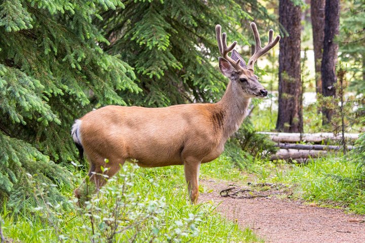 Visite de la faune et des sites touristiques de Jasper avec randonnée au lac Maligne