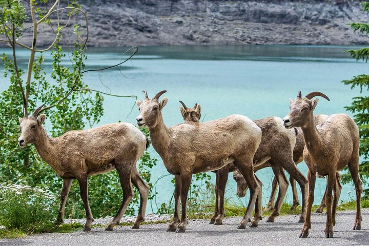 Visite de la faune et des sites touristiques de Jasper avec randonnée au lac Maligne