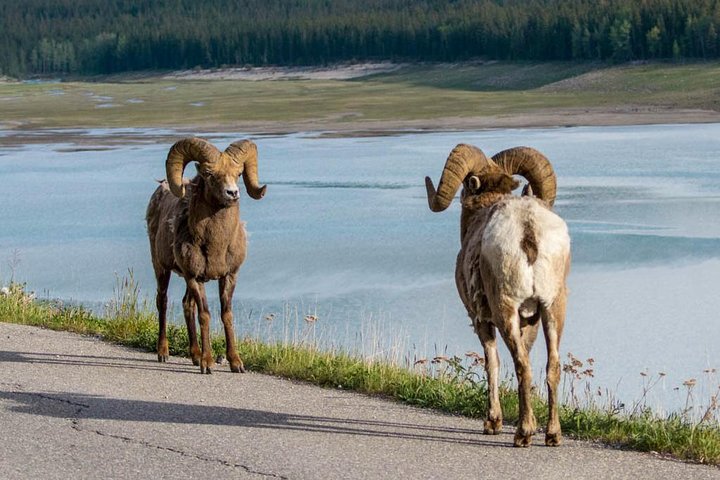 Passeio Jasper Wildlife & Cruzeiro no Lago Maligne com Spirit Island