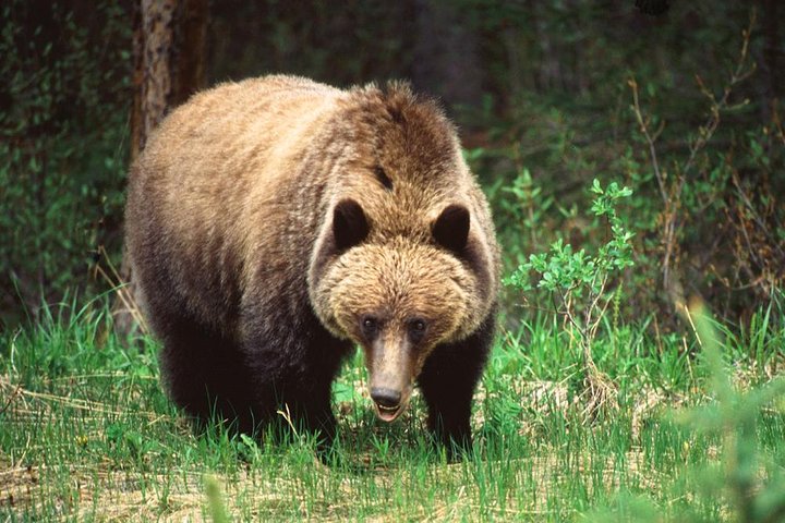 Passeio Jasper Wildlife & Cruzeiro no Lago Maligne com Spirit Island