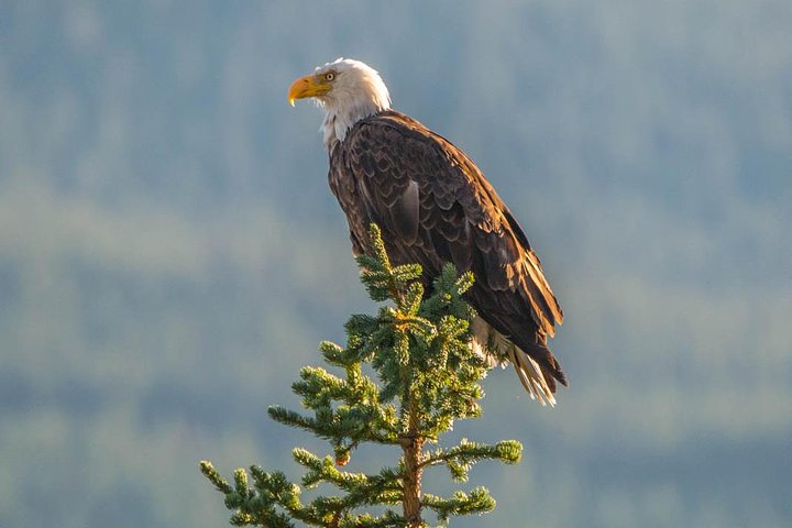 Passeio Jasper Wildlife & Cruzeiro no Lago Maligne com Spirit Island