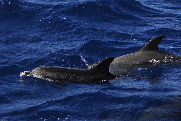 Odyssee 3: O passeio de barco com fundo de vidro em Fuerteventura