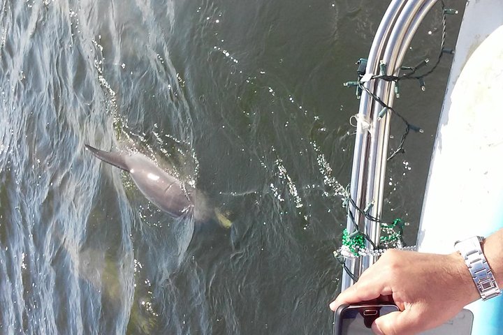 Cruzeiro turístico de golfinhos de uma hora e meia saindo de Tampa