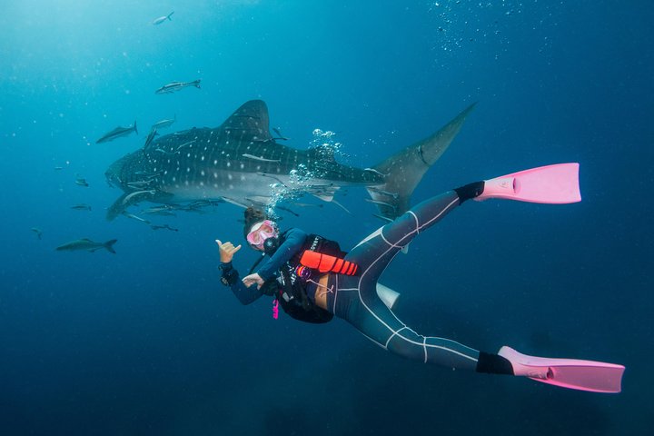 Paquetes de buceo divertido (buceadores certificados)