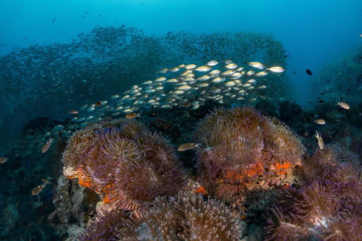 Paquetes de buceo divertido (buceadores certificados)