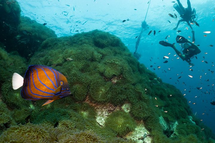 Paquetes de buceo divertido (buceadores certificados)