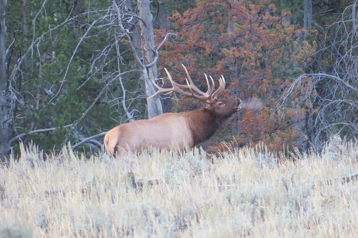 Yellowstone National Park - PRIVATE Ganztages-Rundfahrt von Jackson Hole
