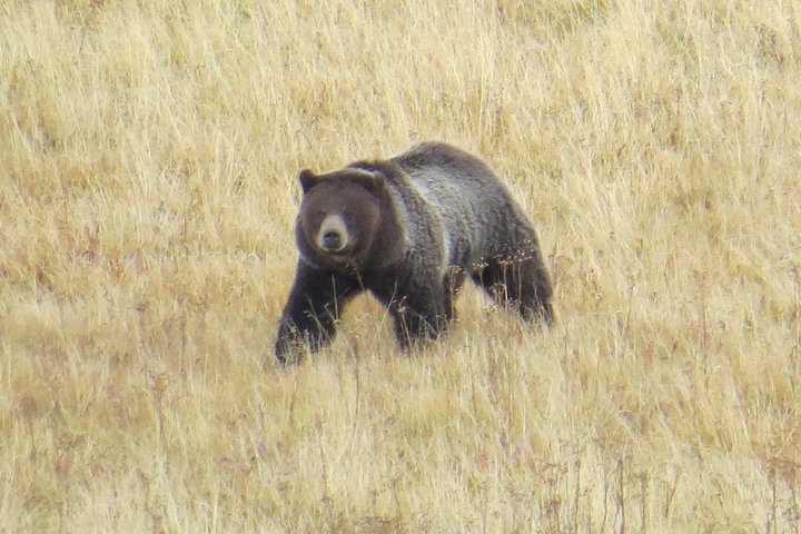Yellowstone National Park - PRIVATE Ganztages-Rundfahrt von Jackson Hole