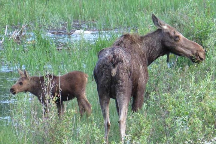 Yellowstone National Park - PRIVATE Ganztages-Rundfahrt von Jackson Hole