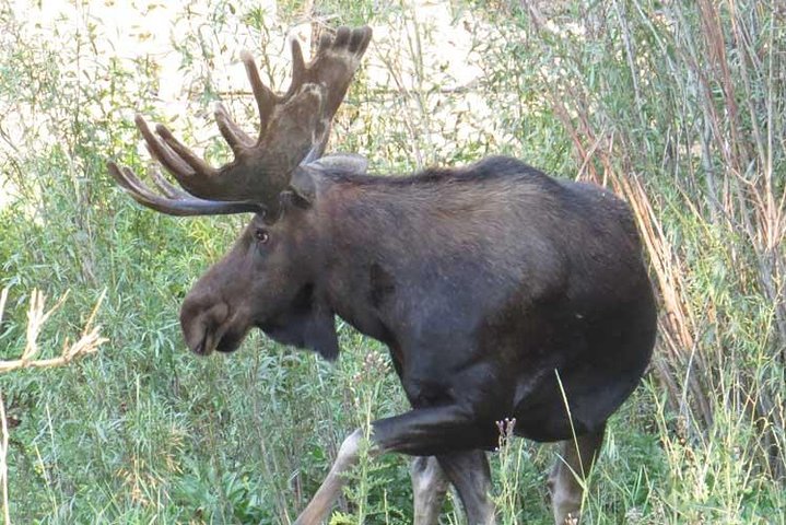 Yellowstone National Park - PRIVATE Ganztages-Rundfahrt von Jackson Hole
