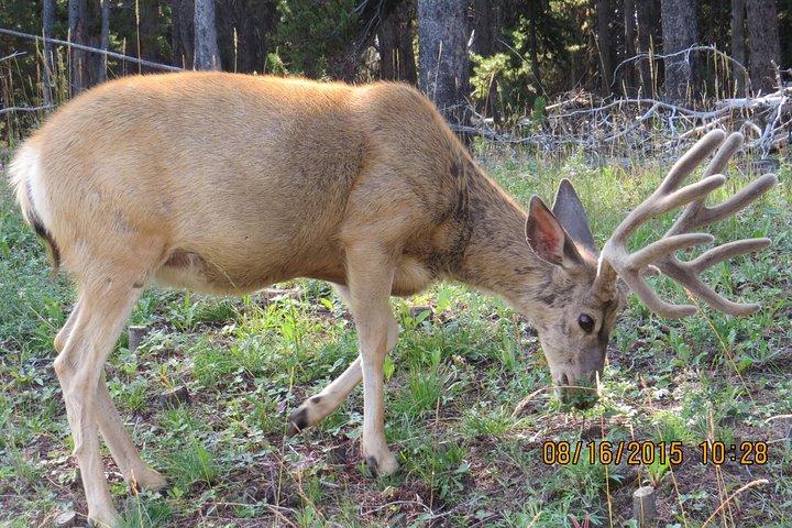 Yellowstone National Park - PRIVATE Ganztages-Rundfahrt von Jackson Hole