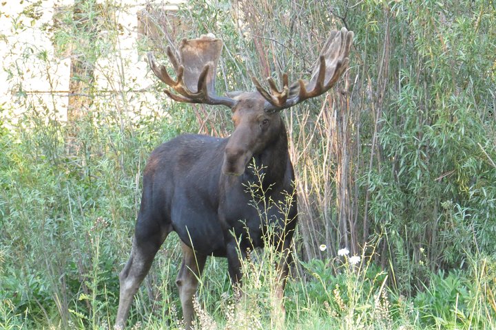 Yellowstone National Park - PRIVATE Ganztages-Rundfahrt von Jackson Hole
