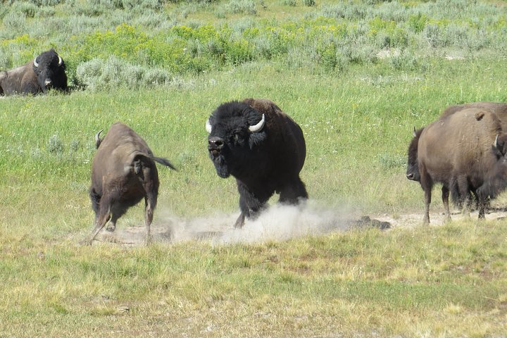 Yellowstone National Park - PRIVATE Ganztages-Rundfahrt von Jackson Hole