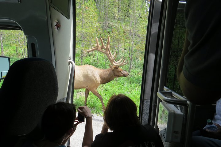 Yellowstone National Park - PRIVATE Ganztages-Rundfahrt von Jackson Hole