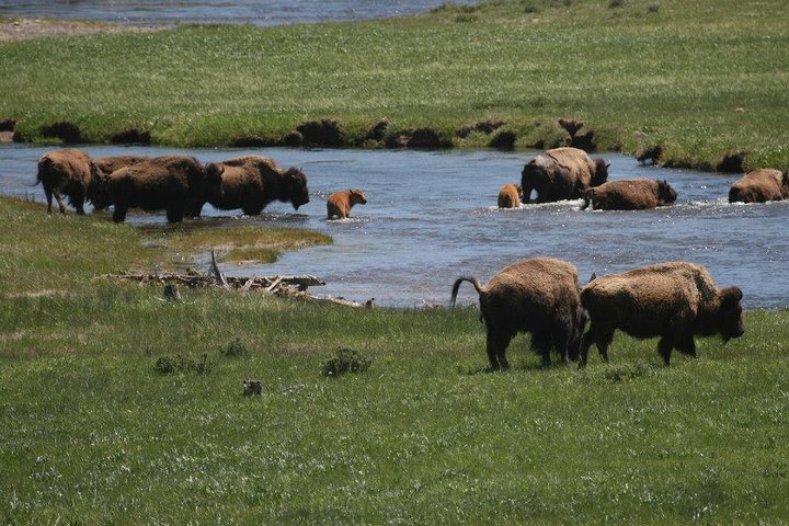 Yellowstone National Park - PRIVATE Ganztages-Rundfahrt von Jackson Hole