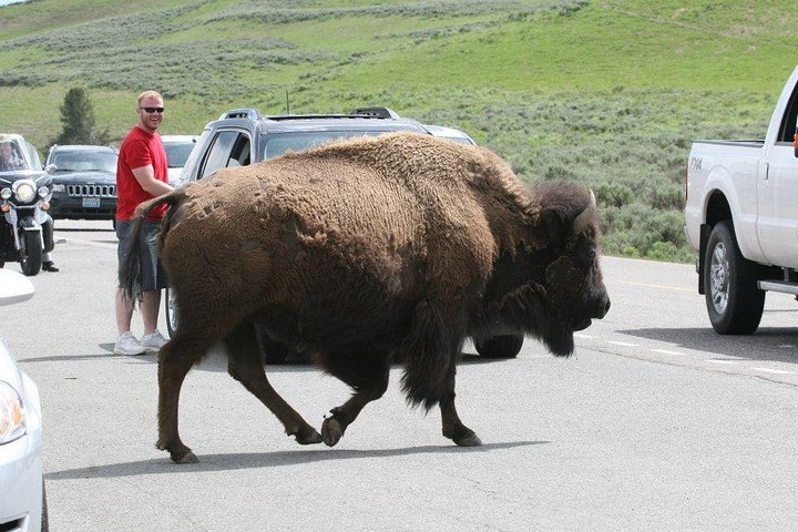 Yellowstone National Park - PRIVATE Ganztages-Rundfahrt von Jackson Hole
