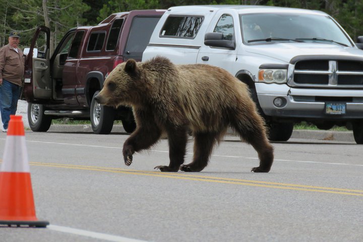 Yellowstone National Park - PRIVATE Ganztages-Rundfahrt von Jackson Hole
