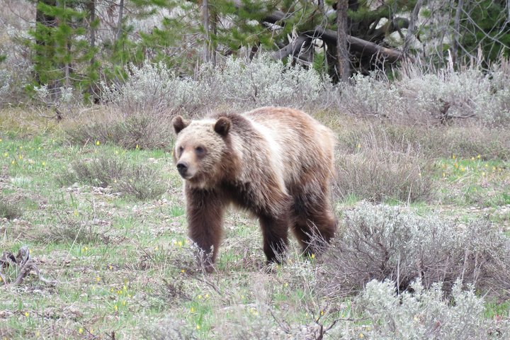 Yellowstone National Park - PRIVATE Ganztages-Rundfahrt von Jackson Hole