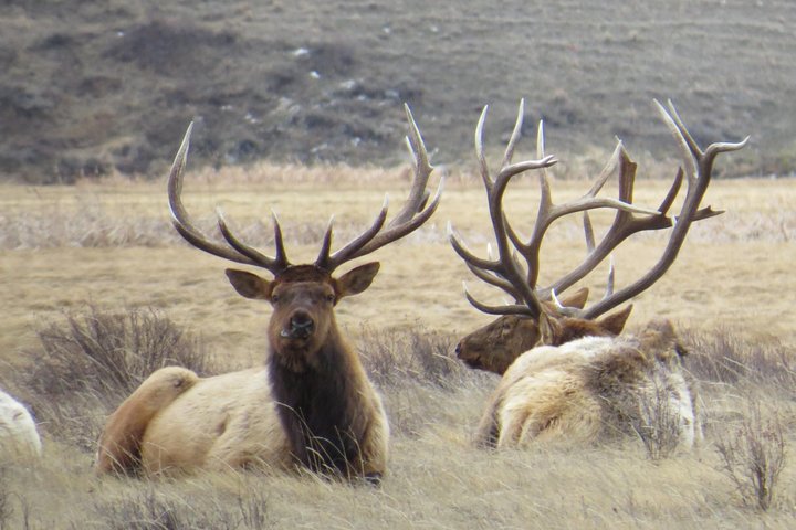 Yellowstone National Park - PRIVATE Ganztages-Rundfahrt von Jackson Hole