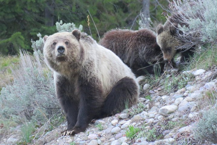 Yellowstone National Park - PRIVATE Ganztages-Rundfahrt von Jackson Hole