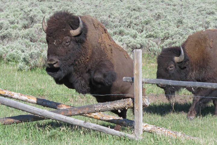 Yellowstone National Park - PRIVATE Ganztages-Rundfahrt von Jackson Hole