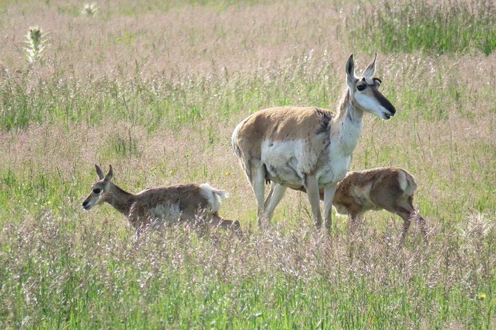 Yellowstone National Park - PRIVATE Ganztages-Rundfahrt von Jackson Hole
