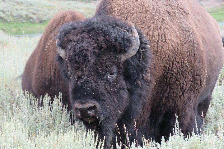 Yellowstone National Park - PRIVATE Ganztages-Rundfahrt von Jackson Hole