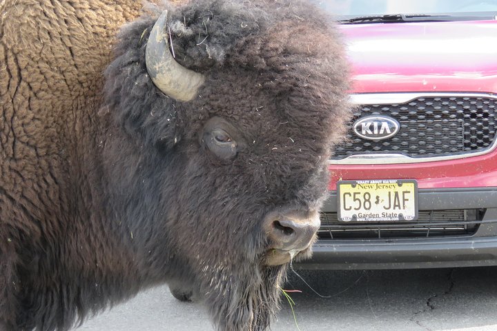 Yellowstone National Park - PRIVATE Ganztages-Rundfahrt von Jackson Hole