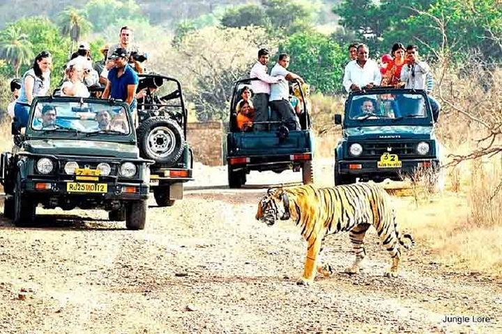 Ranthambore Wildlife Safari con biglietti e opzioni di trasferimento